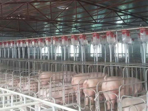 自動喂料系統(tǒng) 自動喂料系統(tǒng)