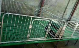 仔豬復合保育床